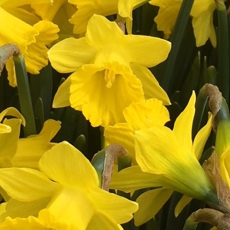 Tenby Daffodil Bulbs In The Green (Narcissus obvallaris)